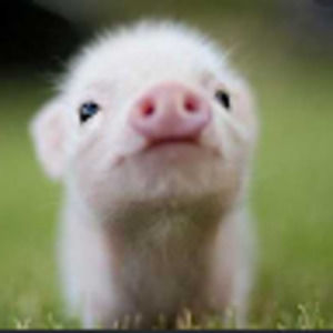 Meet your Posher, Maci